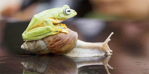 Frog Riding Snail