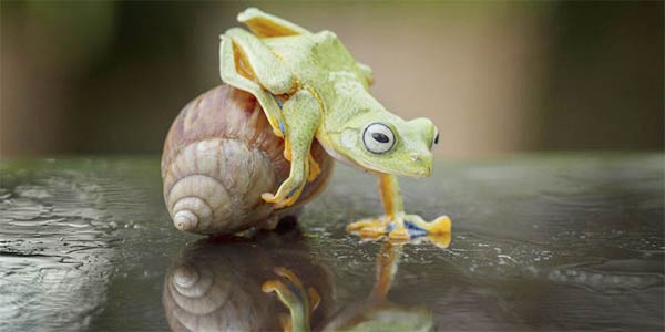 Frog Riding Snail