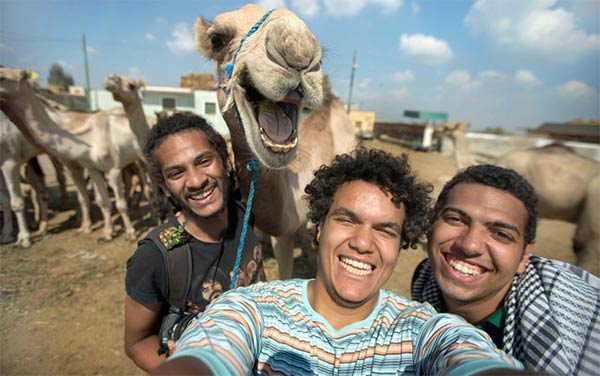 Funny Camel Smiling For Camera