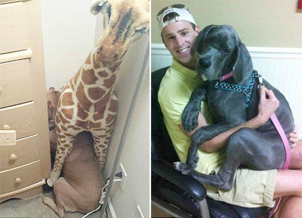 Hilarious Photos Show Traumatized Pets HATE Going To The Veteran