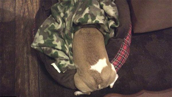 Hilarious Photos Show Traumatized Pets HATE Going To The Veteran