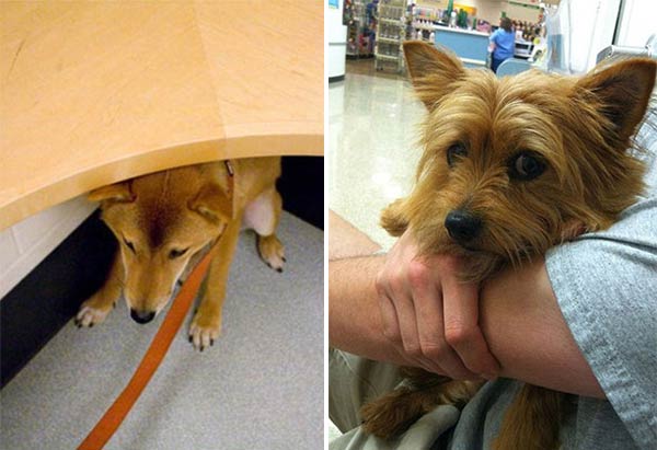 Hilarious Photos Show Traumatized Pets HATE Going To The Veteran