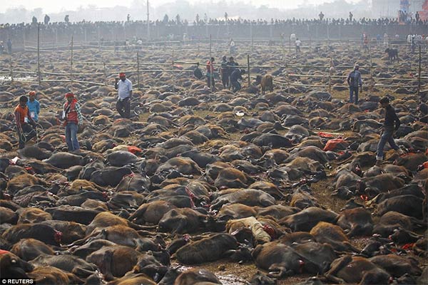 Gadhimai Festival Nepal