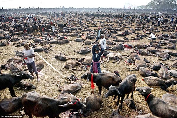 Gadhimai Festival Nepal