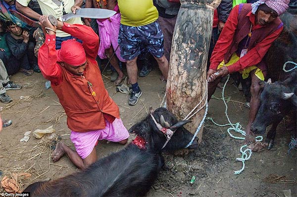 Gadhimai Festival Nepal