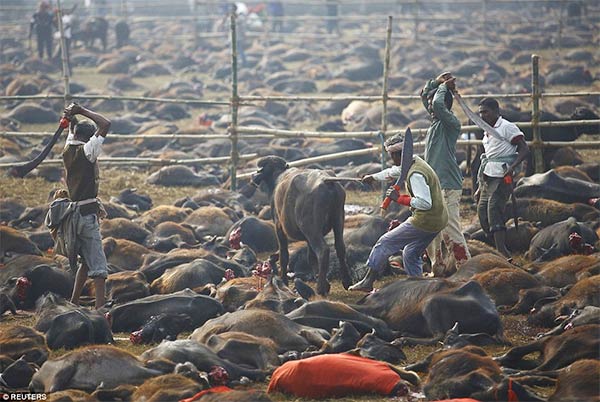 Gadhimai Festival Nepal