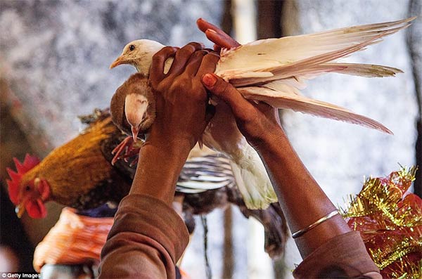 Gadhimai Festival Nepal