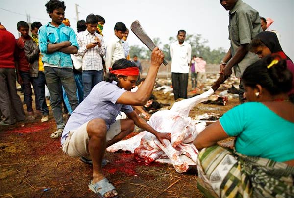 Gadhimai Festival Nepal