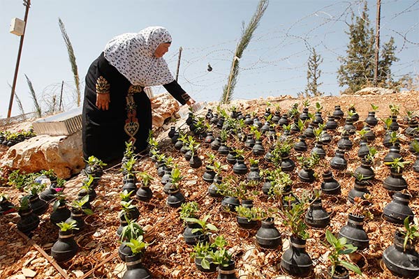 Palestinian gardener uses hundreds of spent tear gas canisters as plant pots