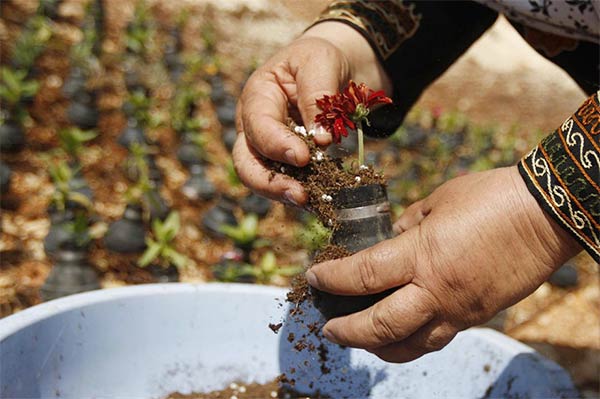 Palestinian gardener uses hundreds of spent tear gas canisters as plant pots