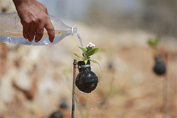 Palestinian gardener uses hundreds of spent tear gas canisters as plant pots