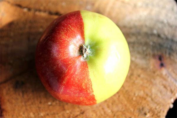 Half Green & Half Red Apple Found in Kingston