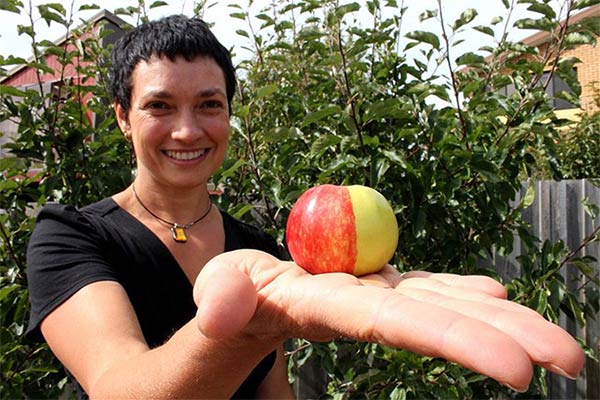 Half Green & Half Red Apple Found in Kingston