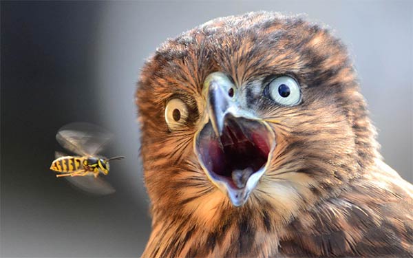 Hawk Photobombed by Wasp