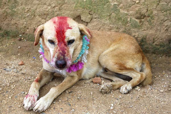 Indian Girl Marries A Dog