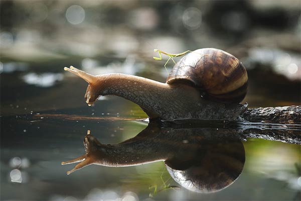 Praying Mantis Riding A Snail