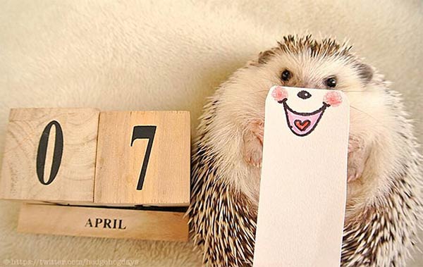 Marutaro The Cute Hedgeho