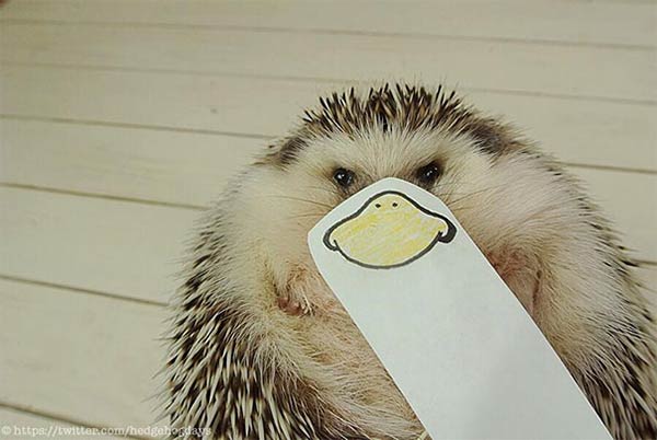 Marutaro The Cute Hedgeho