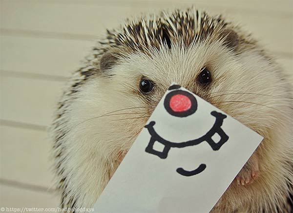 Marutaro The Cute Hedgeho