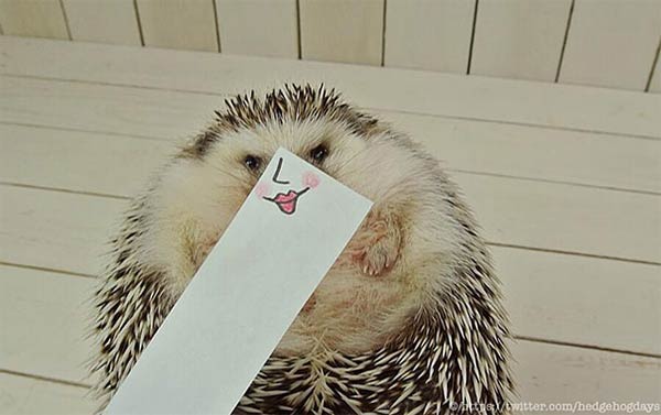 Marutaro The Cute Hedgeho