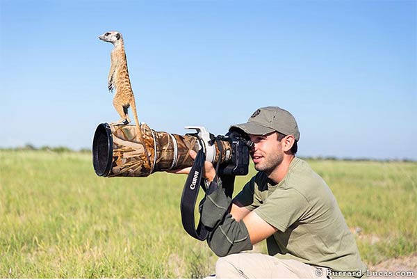 Photographer Became A Handy Lookout Post For Clever Meerkats