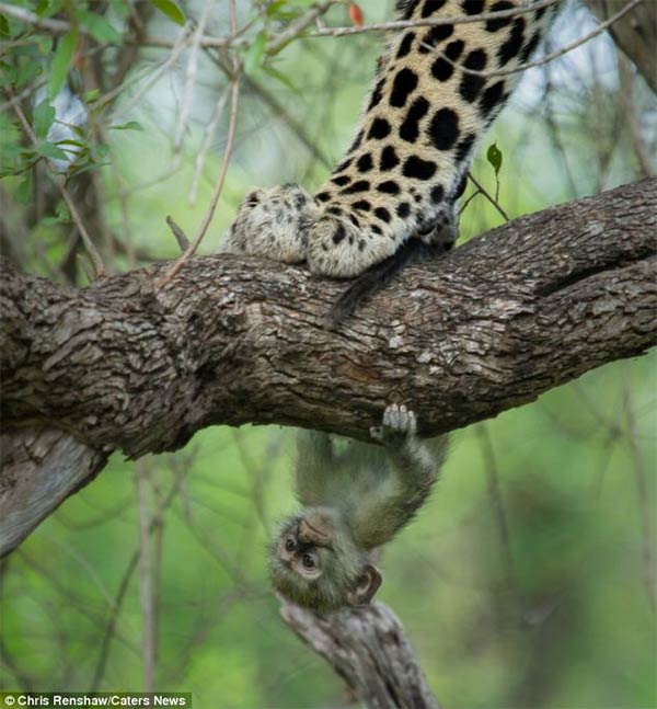 Vervet Monkey Giving Leopard Run Around in Woods