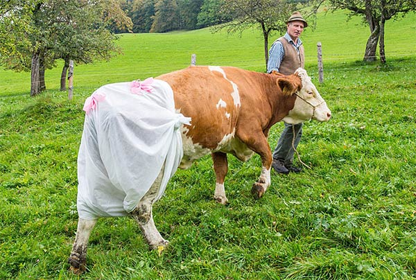 Nappy-Wearing Cows in Germany