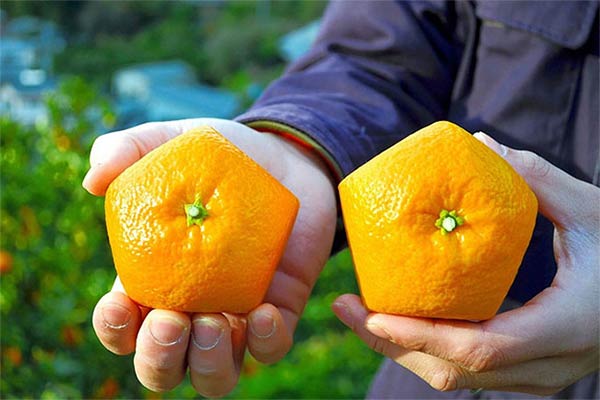 Pentagon-Shaped Oranges