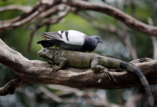 Pigeon Rests On Wild Iguana