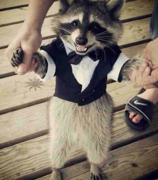 Raccoon in a Suit
