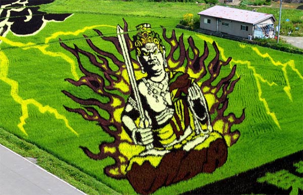 Japanese Rice Paddy Art