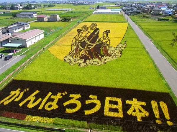 Japanese Rice Paddy Art