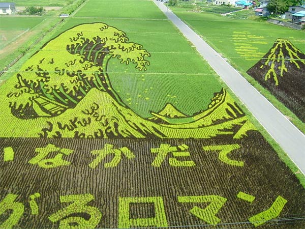 Japanese Rice Paddy Art