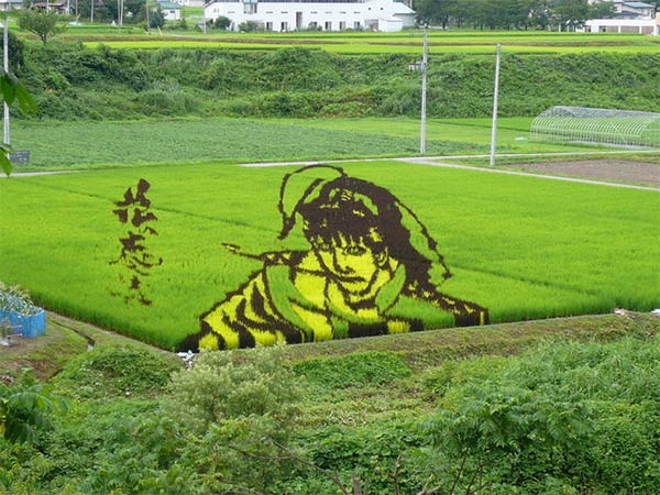 Japanese Rice Paddy Art