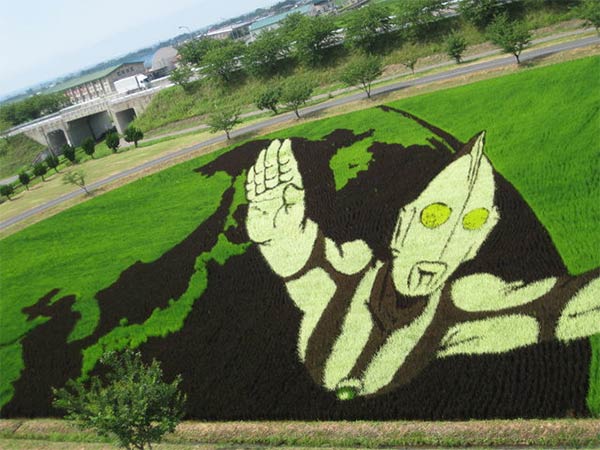 Japanese Rice Paddy Art