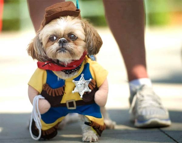 Dog Dressed Up As Sheriff