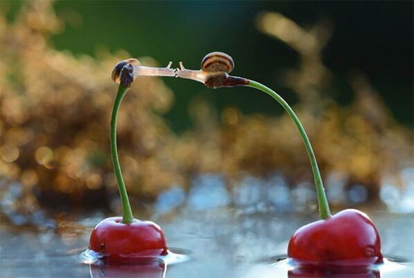 Snails Kissing on Cherries