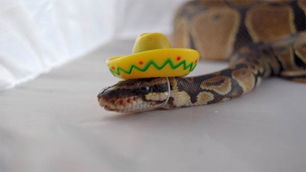 Snakes Wearing Tiny Hats