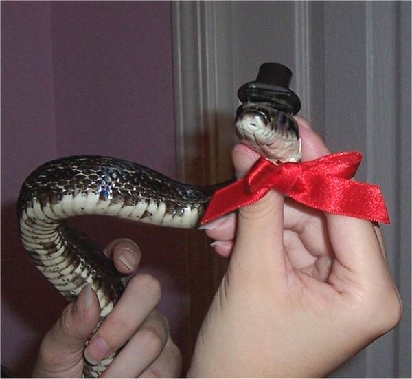 Snakes Wearing Hats