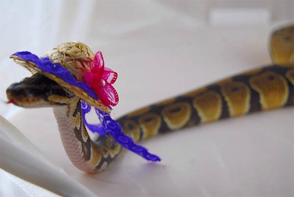 Snakes In Hats