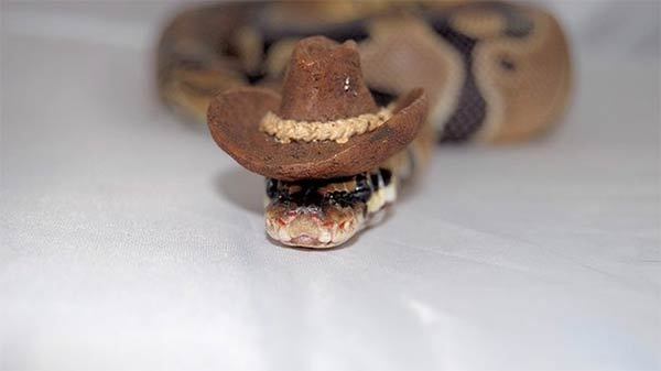 Snakes in Tiny Hats
