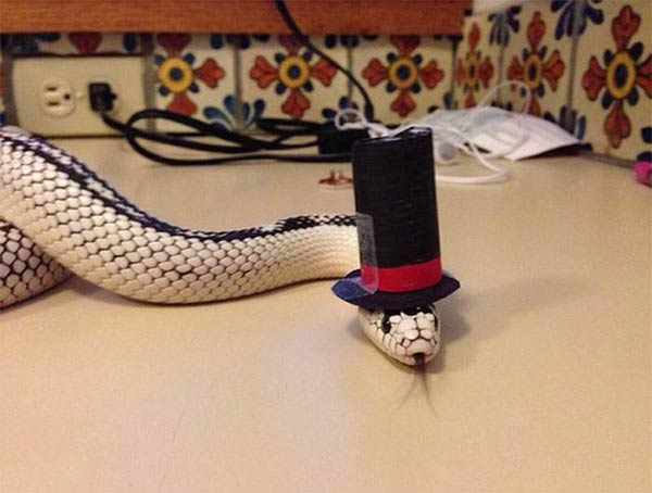 Snakes Wearing Tiny Hats