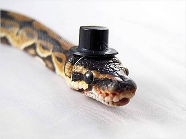 Snakes Wearing Tiny Hats