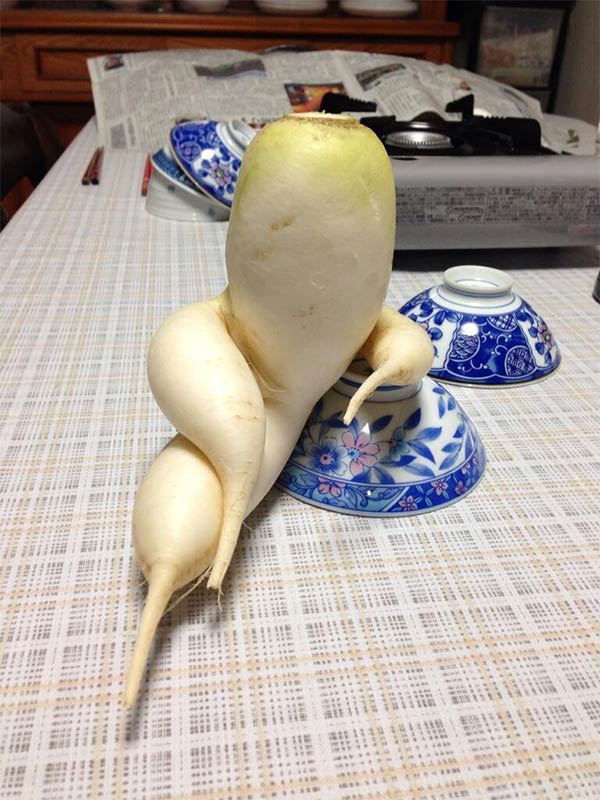 Highly Sophisticated Daikon Radish