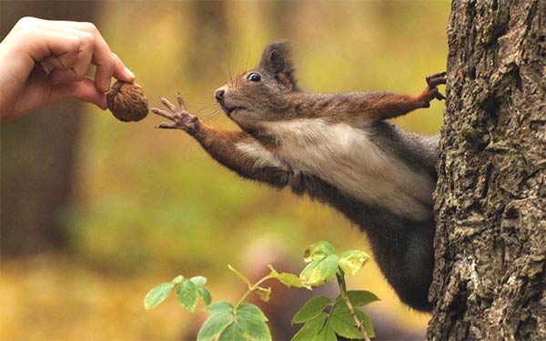 Squirrel Reaching For Walnut