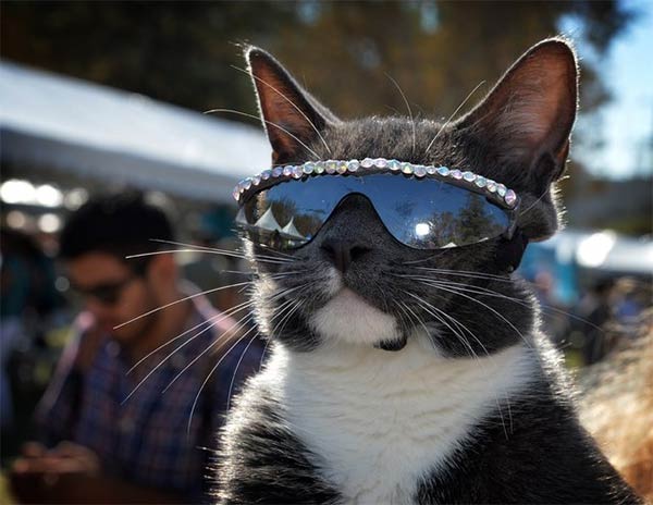 Cute Cat Possing with Glasses