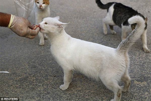 Syrian Ambulance Driver Feeds Orphaned Cats