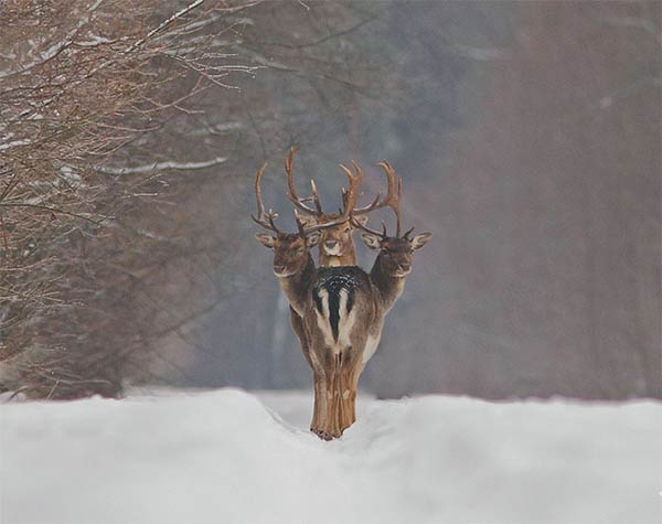 Three-headed Deer Spotted By Chance