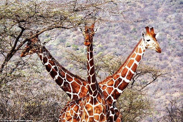 Three-Headed Giraffe