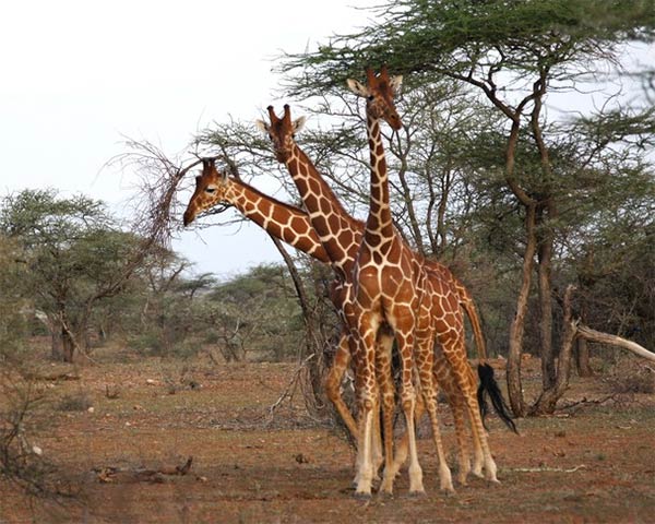 Three-Headed Giraffe